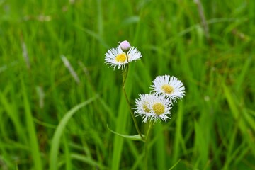 Philadelphia fleabane flowers. Asteraceae perennial plants. Pink-tinged white ray flowers and...