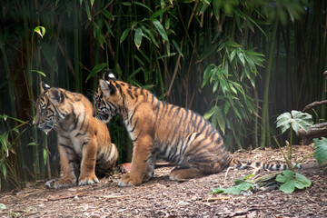 Tiger cubs are born small, blind, and weak. They're born with all their stripes and drink their mother's milk until they are six months old and then only eat meat.