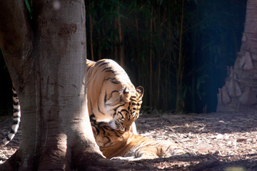 Tigers are powerful hunters with sharp teeth, strong jaws and agile bodies.