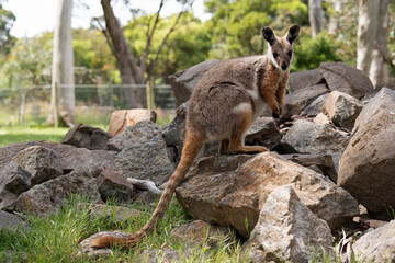 Naklejka premium The Yellow-footed Rock-wallaby is brightly coloured with a white cheek stripe and orange ears. It is fawn-grey above with a white side-stripe, and a brown and white hip-stripe.
