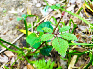 緑の葉のクローズアップ