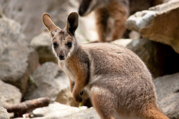 Fototapeta premium The Yellow-footed Rock-wallaby is brightly coloured with a white cheek stripe and orange ears. It is fawn-grey above with a white side-stripe, and a brown and white hip-stripe.