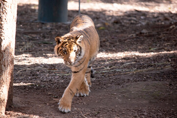 Young tigers have a coat of golden fur with dark stripes, the tiger is the largest wild cat in the...