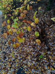 Autumn Foliage, Glasgow, Scotland