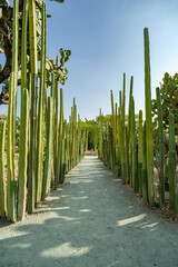 Jardin etnobotanico de Oaxaca