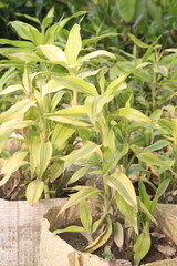Lucky bamboo leaf plant on farm