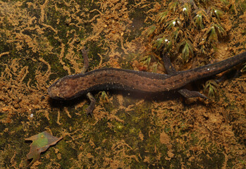 Looking down on an adult Northern Dusky Salamander (Desmognathus fuscus) underwater in a small stream. 