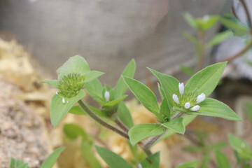Richardia scabra plant on nursery