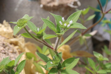 Richardia scabra plant on nursery