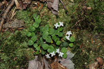 Looking down on a patch of partridgeberry (Mitchella repens) in bloom amongst a mossy area in the forest floor in the midwestern United States. These plants can be a popular groundcover in gardens.