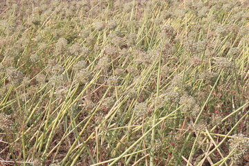 dried and ripe onion flower on farm