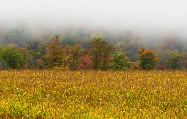 misty morning in the forest