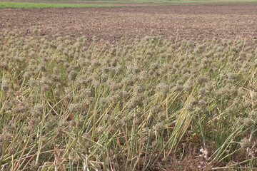dried and ripe onion flower on farm