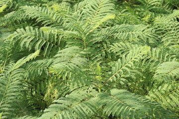 Royal poinciana flower plant on nursery