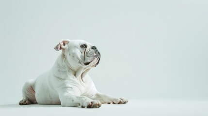 bulldog dog wallpaper isolated on a neutral background, very photographic and professional
