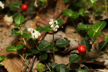 Partridgeberry, Mitchella repens, which can have berries year-round, as illustrated by this plant which has both white flowers and red berries present in June. Berries are edible but mostly tasteless.