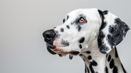 dalmatian dog wallpaper isolated on a neutral background, very photographic and professional