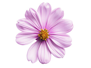 Close-up of a vibrant pink flower with delicate petals and a yellow center isolated on a white background.