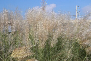 Obraz premium Saccharum spontaneum flower plant on jungle