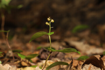 Unripe fruit of a Canda Mayflower, Maianthemum canadense, in late spring.  Over the summer the fruit will turn from orange-green to bright red as it ripens. 