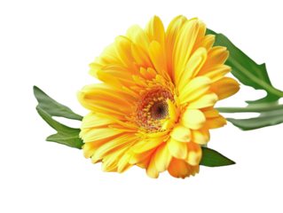 Vibrant close-up of a yellow Gerbera daisy with green leaves, showcasing the beauty and intricacy of nature in full bloom.