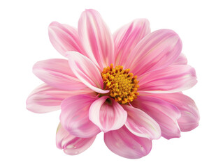 A close-up view of a vibrant pink flower with delicate petals and a detailed yellow center, isolated on a white background.