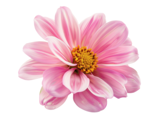 A close-up view of a vibrant pink flower with delicate petals and a detailed yellow center, isolated on a white background.