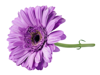 Close-up of a beautiful purple gerbera daisy flower on a white background, showcasing its delicate petals and vibrant color.