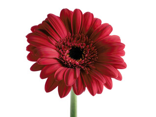 Close-up of a vibrant red Gerbera daisy flower against a plain background, showcasing its delicate petals and central black eye.