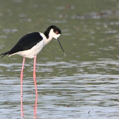 セイタカシギさん