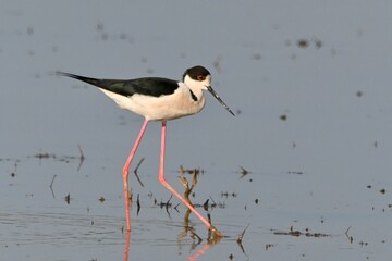 セイタカシギさん