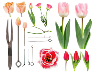 A collection of tulips and gardening tools including wrenches, spanners, and flowers. Ideal for gardening projects and floral designs.