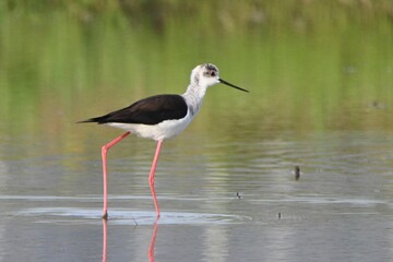 セイタカシギさん