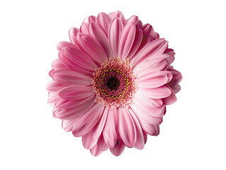 Close-up of a beautiful pink daisy flower isolated on a white background, showcasing its stunning details and vibrant color.