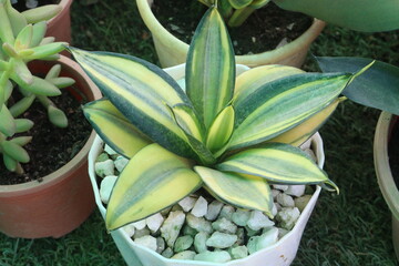 Sansevieria trifasciata Golden Hahnii plant