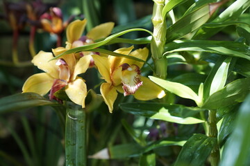 Elegant Yellow Orchid