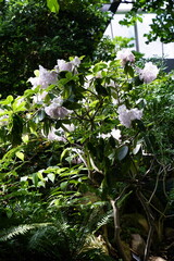 Tropical rainforest plant with lavender flowers
