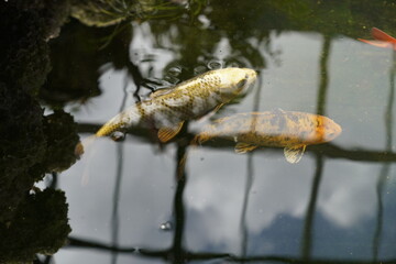 Colorful Japanese Koi