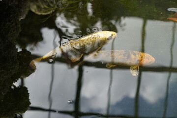 Colorful Japanese Koi