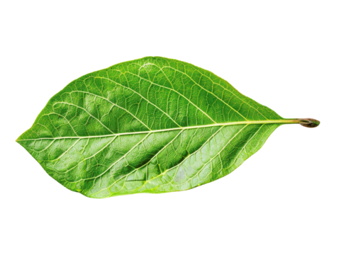 Close-up of a single vibrant green leaf isolated on a white background, highlighting its natural texture and vein details.