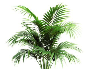 Vibrant green Areca palm plant with lush leaves, perfect for indoor decor and adding a tropical touch to any space. © admin_design