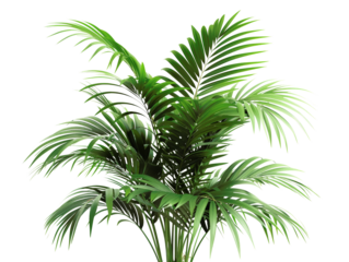 Vibrant green Areca palm plant with lush leaves, perfect for indoor decor and adding a tropical touch to any space.