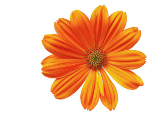 Vibrant orange daisy flower in full bloom against a white background. Perfect for nature, gardening, and floral design themes.