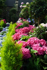 Pink Hydrangea in Green Leaves