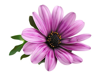 A beautiful close-up of a vibrant purple flower with green leaves, showcasing delicate petals and a dark center.