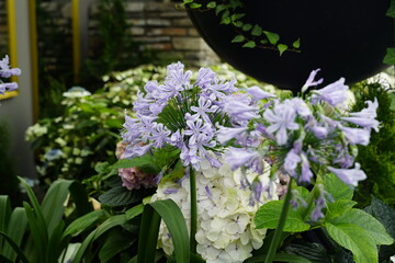 A small cluster of lavender flowers