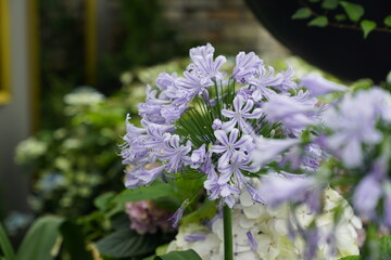 A small cluster of lavender flowers