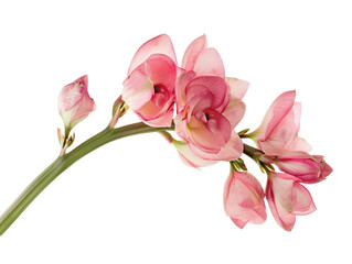 Close-up of a pink flower branch with delicate petals on a white background, perfect for nature and floral-themed content.