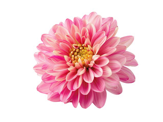Fototapeta premium Vibrant close-up of a blooming pink dahlia flower with detailed petals, isolated against a white background. Perfect for floral and nature themes.