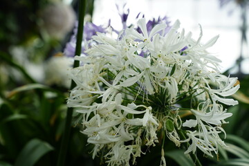 A cluster of small white flowers